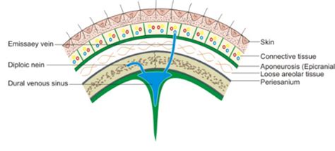 Scalp - Anatomy QA