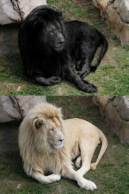 Real White Lion Manipulated to show it as Black....ShukerNature: BLACK ...