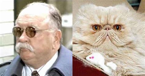 5 Uncanny Wilford Brimley Cat Photos