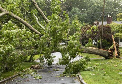 Fallen Tree Takes Wires Down with it during Storm Stock Photo - Image of damage, ground: 194726778