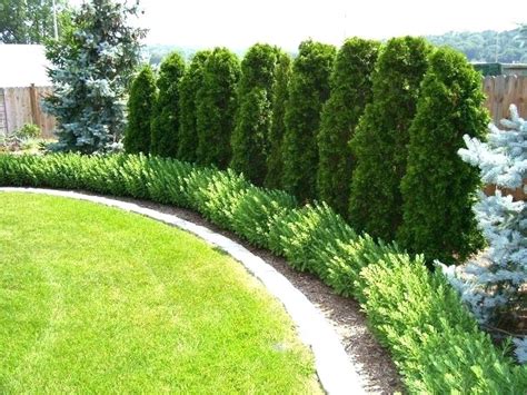 3 Gorgeous Trees for Privacy - Westchester Tree Life