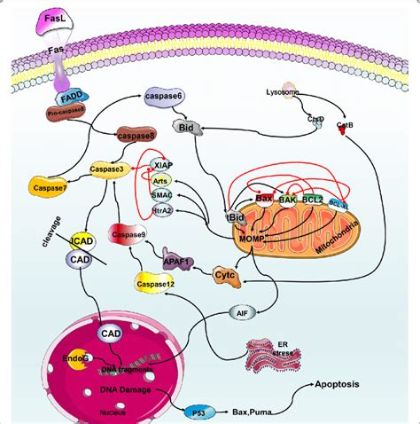 Mechanism of apoptosis. (1) After Fas and FasL are combined in the ...