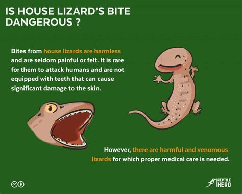 Is House Gecko's Bite Dangerous? [and What To Do] - Reptile Hero