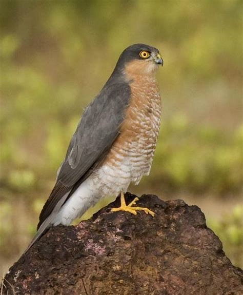 Eurasian sparrowhawk - Alchetron, The Free Social Encyclopedia