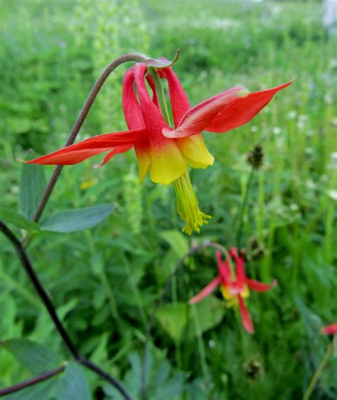 Local's List of Where to Find Colorado Wildflowers this Season