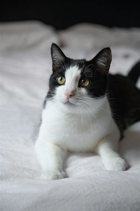 Tuxedo Cat Pictures | Download Free Images on Unsplash