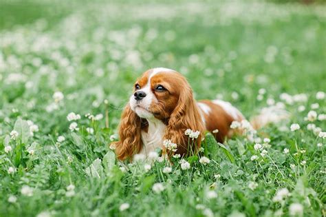 Teacup Cavalier King Charles Spaniel: Pictures, Info, Temperament ...