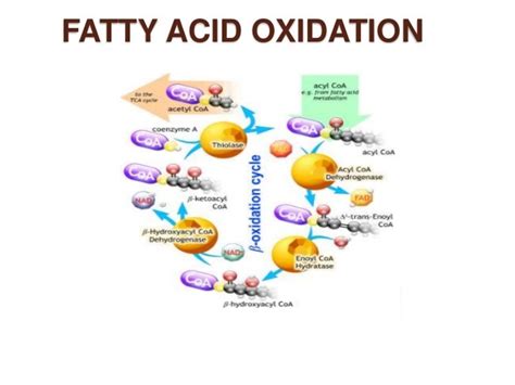 Fatty Acid Oxidation Process