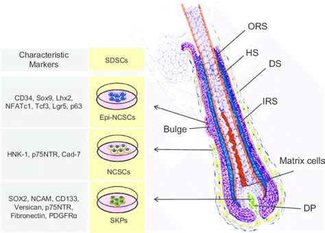 Hair Follicle Model Labeled