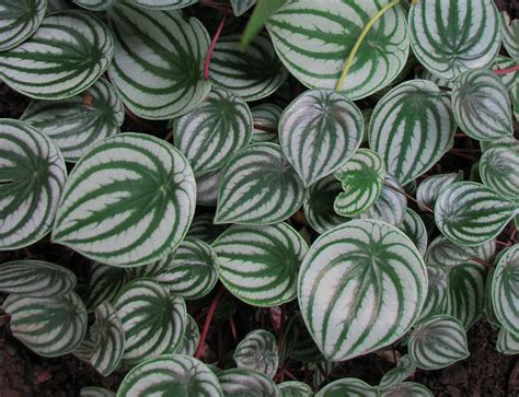 How Much Light Does A Watermelon Peperomia Need? - OSERA