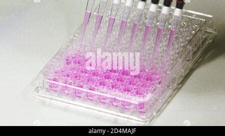 Pipette depositing samples into a 96 well micro-plate Stock Photo - Alamy