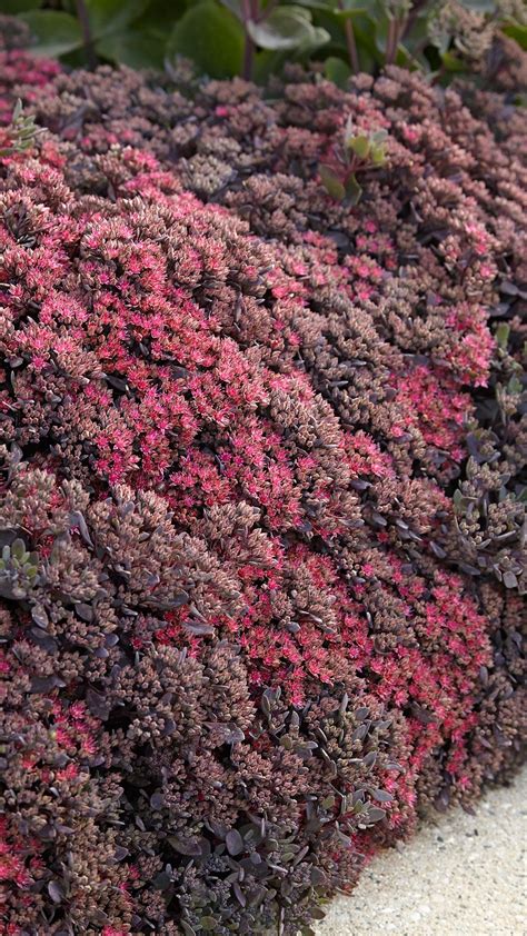 Drought-Tolerant Sedum Combo | Sedum, Drought tolerant, Heat tolerant plants