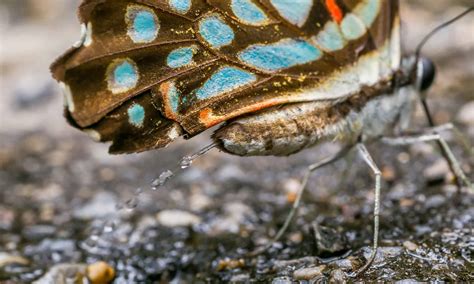 Butterfly Poop: Everything You've Ever Wanted to Know - A-Z Animals