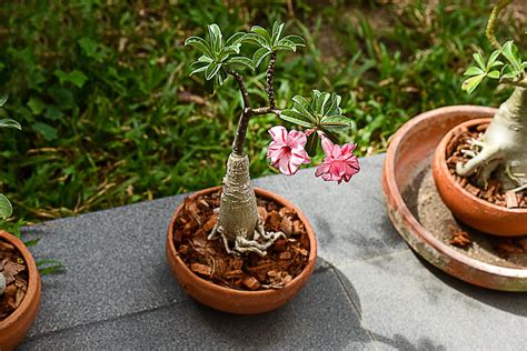 Trimming Desert Rose Plants: Learn About Desert Rose Pruning Techniques