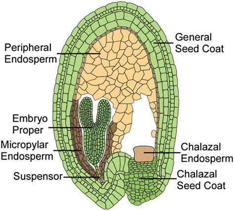 endosperm - Google Search | Bi̇tki̇