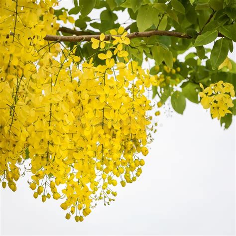 Cassia fistula flower. stock photo. Image of flora, decorative - 117436038