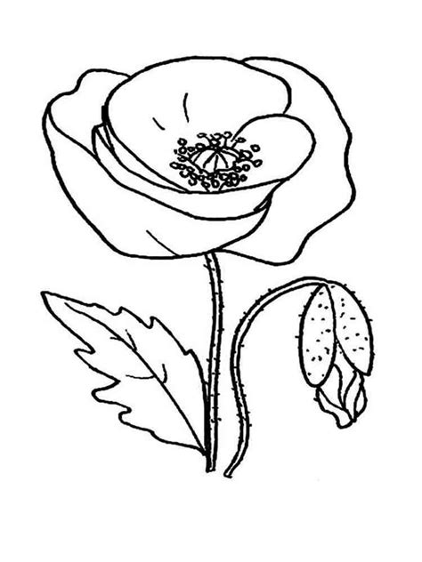 Poppy Flower coloring pages. Download and print Poppy Flower coloring pages