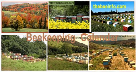 Beekeeping Calendar – Beehive Management Schedule For 12 months. | Bee keeping, Bee colony, Bee hive