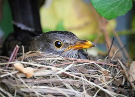 Do Birds Lay Eggs All Year? (Must-Read SURPRISING Answer!) – Birding Outdoors