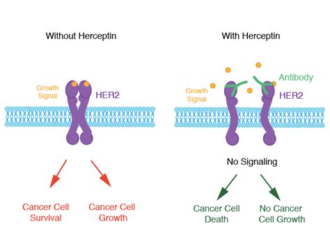 The Elephant in the Room: Gene Copy Number and Cancer | Science in the News