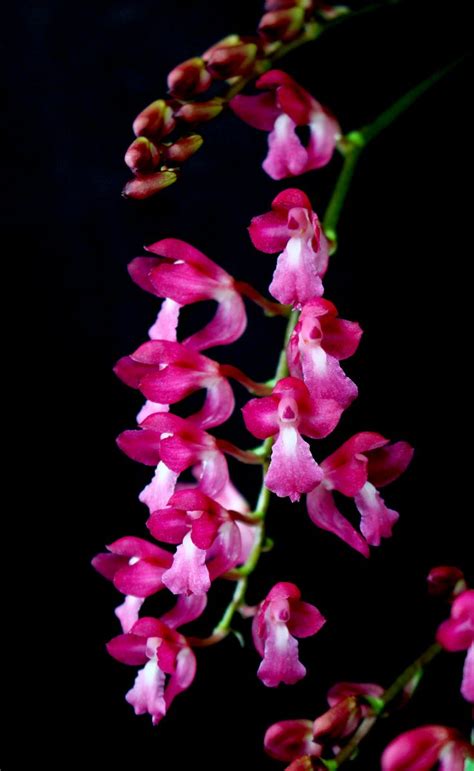 298 best Venezuelan Orchids, Orquideas de Venezuela ,Orchideen ...