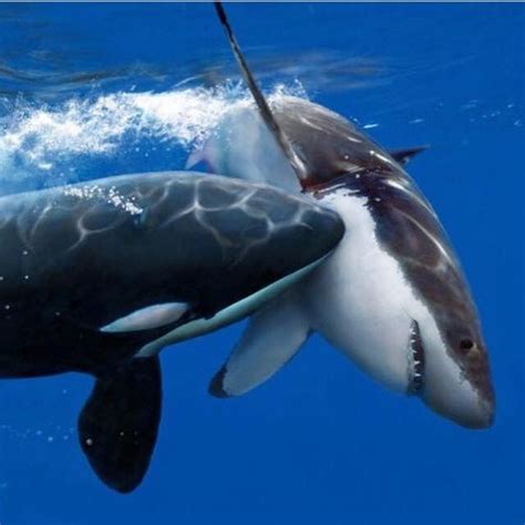 Pin by Brenna on Sharks they only bite when you touch their private parts | Killer whales, Shark ...