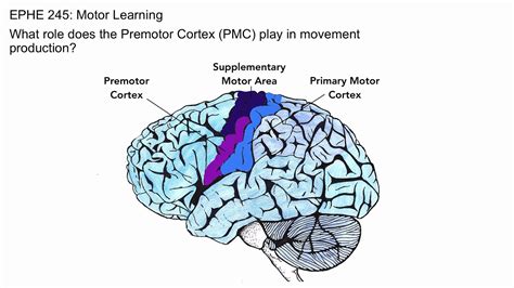 Premotor Cortex