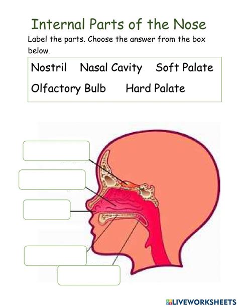 Worksheets For Grade 3, Science Worksheets, Parts Of The Nose, Soft ...