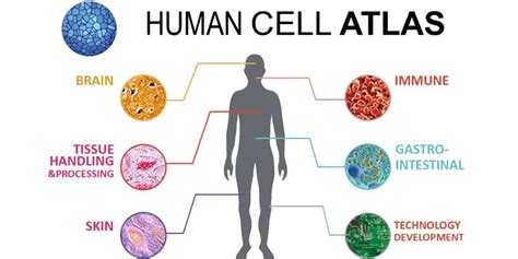 How Does a Body Cell Know Its Function? How Do Cells Differentiate?