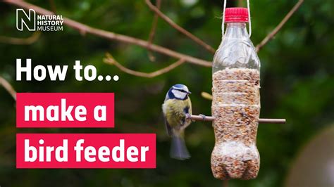 How to make a bird feeder | Natural History Museum - YouTube