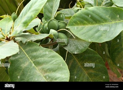 Green color unripe Indian Almond fruits on the tree (Tropical Almond, Combretaceae). Leaves for ...