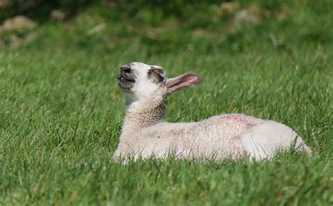 White Baby Animal on Green Grass · Free Stock Photo