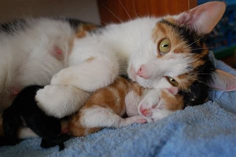 Mother Cat Acting Rough? Reasons & Remedies Explained