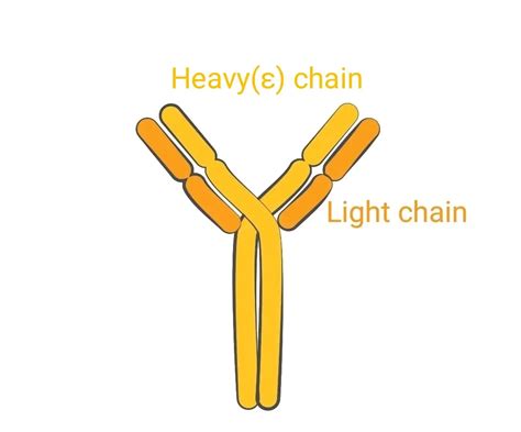 IgE : Structure, Property & Role in defence and Allergic reaction ~ Biotechfront