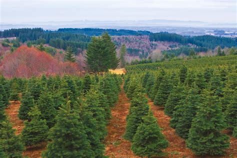 The Ultimate Guide to U-Cut Christmas Tree Farms | Portland Monthly