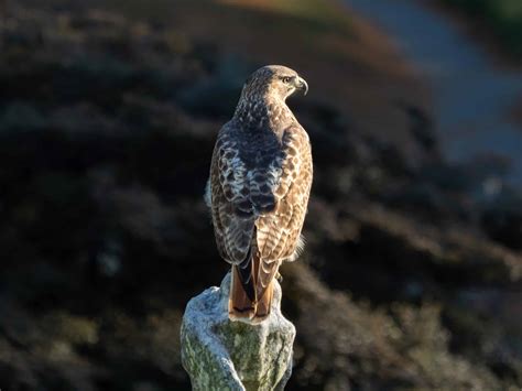 Red Tail Hawk Image - Red Tailed Hawks Are A Commanding Presence In San ...