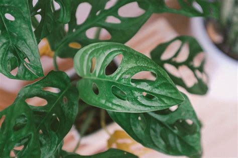 Monstera Varieties: The Ultimate Guide - Monstera Plant Resource