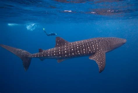 Head to Cancun for the summer migration of Whale Sharks - Tracking Sharks