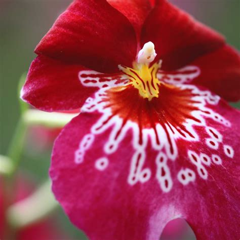 Miltonia Orchid Care | Pansy Orchid Grow Guide