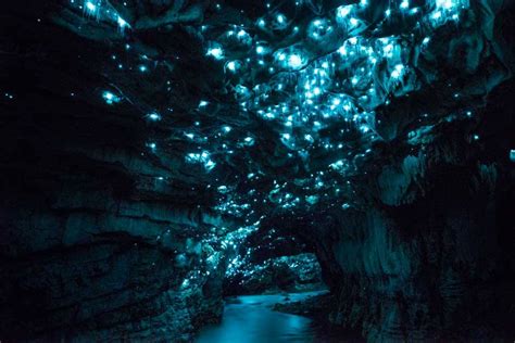 Floating Through The Waitomo Glowworm Caves - Explore Shaw