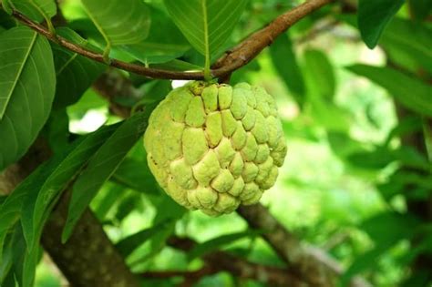 How to Grow Sugar Apple | Growing Sugar Apple Tree & Its Care | Balcony Garden Web