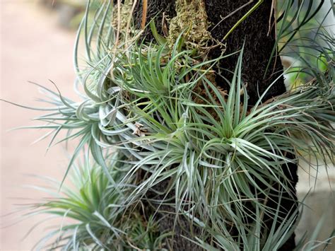 How Do Air Plants Reproduce – Learn About Propagating Air Plants