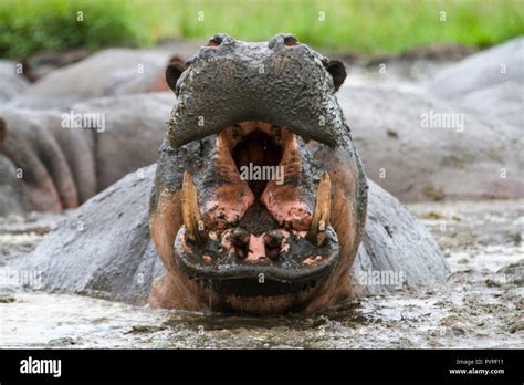 The hippo has very sensitive skin that easy dries and burns so they like to wallow in mud baths ...