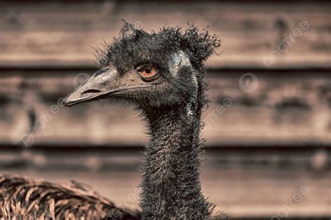 Background Di Taman Australia Burung Emu Gratis Dan Latar Belakangnya Foto Dan Gambar Untuk ...