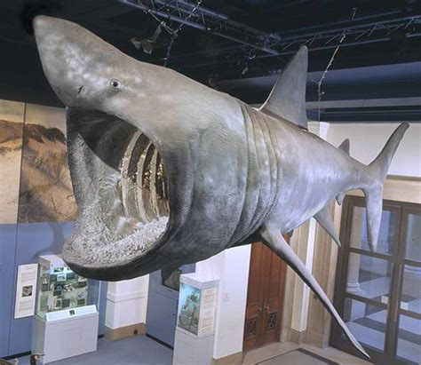 Basking shark – the second largest fish | DinoAnimals.com