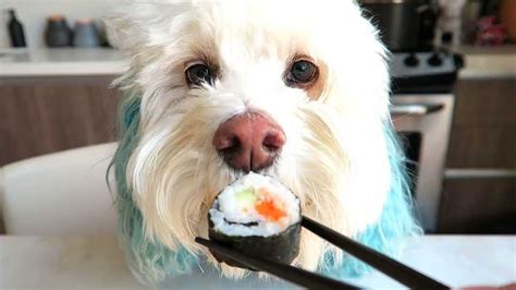 Can Dogs Eat Sushi? All You Need To Know - BiographyVibe