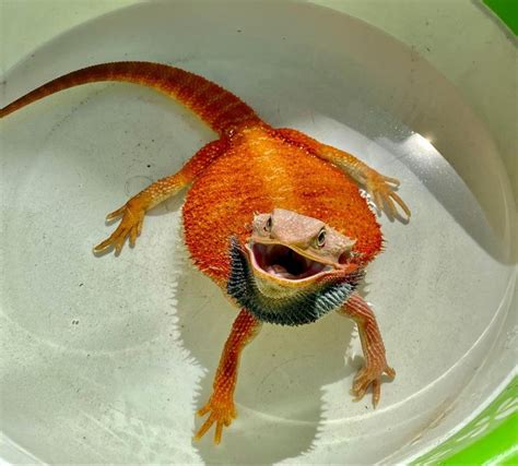 Who said bearded dragons can’t swim? | Bearded dragon, Pets, Starter kit