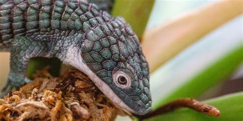 Alligator lizard | Smithsonian's National Zoo and Conservation Biology Institute