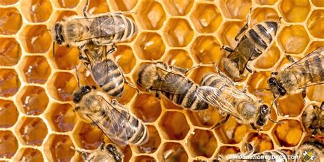 How do Bees Make Honey? - Carolina Honeybees