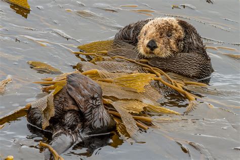 What Will It Take to Bring Back the Kelp Forest? - Bay Nature Magazine